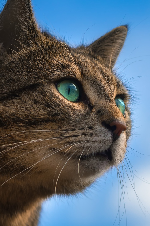 Серый зеленоглазый кот на фоне голубого неба