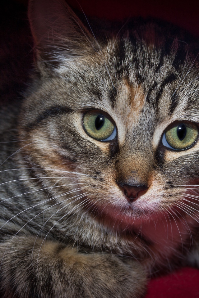 Серый зеленоглазый кот лежит под одеялом