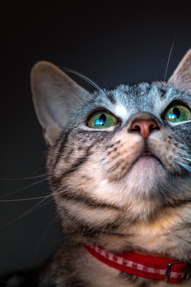 Серый зеленоглазый кот с ошейником 