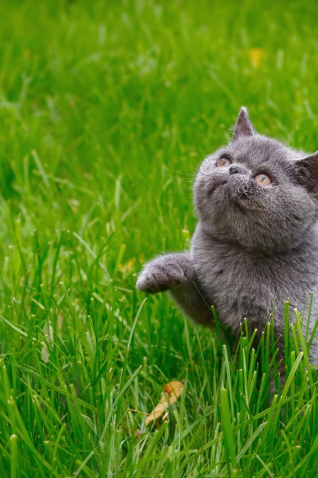 Серый котенок британец гуляет по зеленой траве