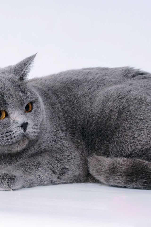 Большой британский кот на сером фоне