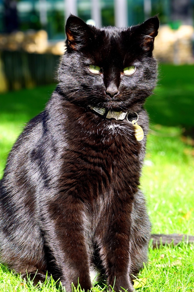 Зеленоглазый черный кот сидит на зеленой траве
