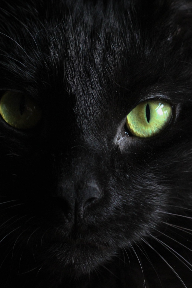 Голова черного зеленоглазого кота на черном фоне