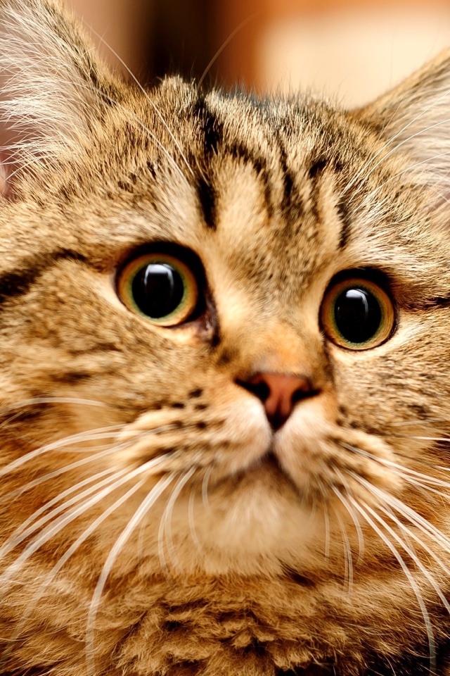 Большой серый кот с удивленным взглядом