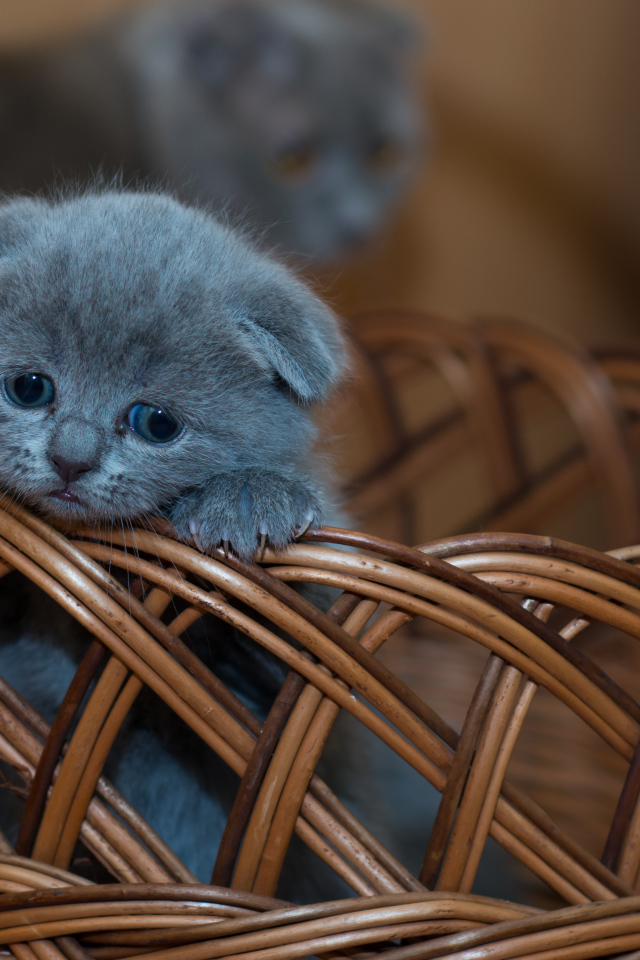 Маленький британский вислоухий котенок в корзине