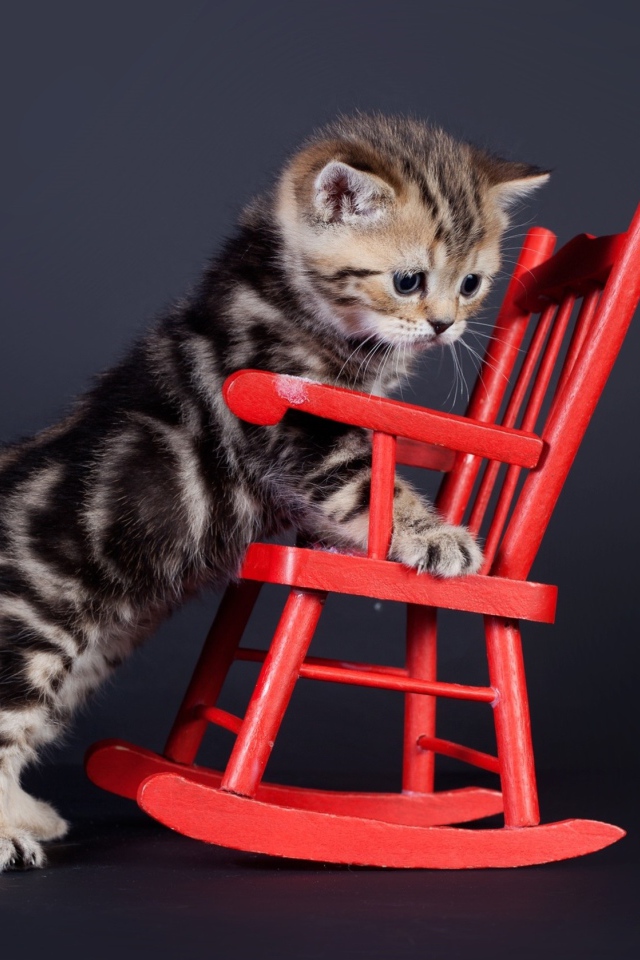 Маленький шотландский котенок на красном игрушечном кресле