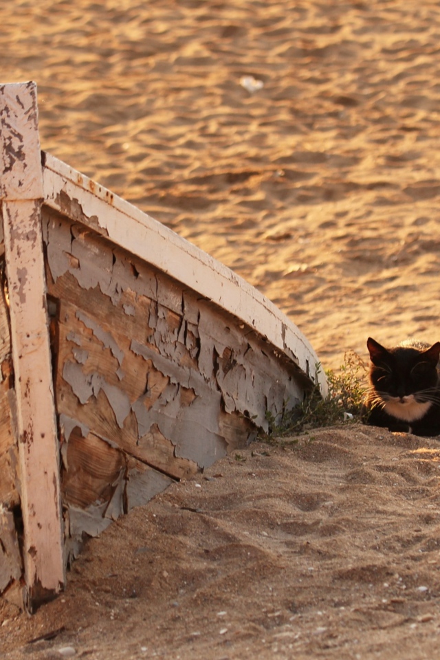Little black kitten on the sand at the old boat