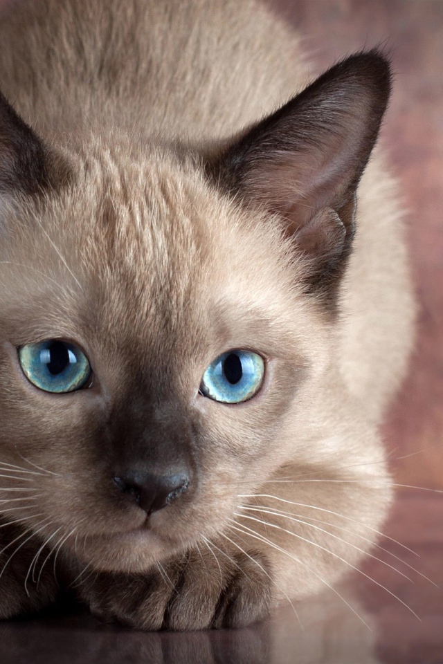 Маленький голубоглазый сиамский котенок