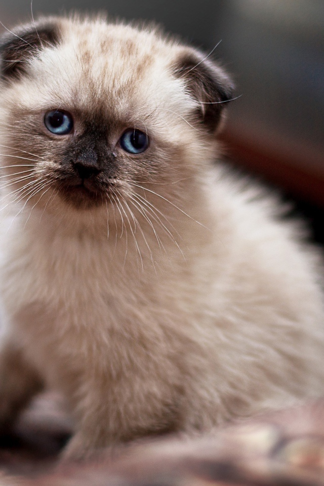 Маленький голубоглазый вислоухий котенок