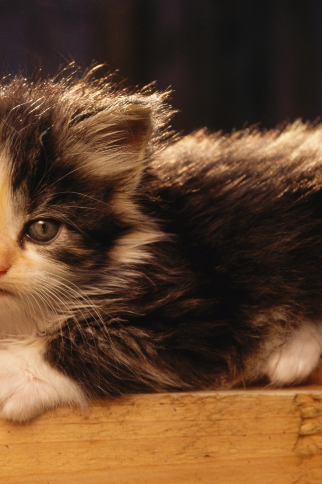 Маленький милый пушистый котенок в лучах солнца