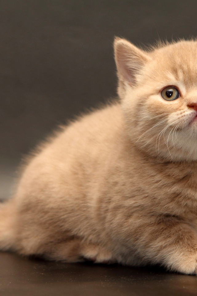 Маленький милый рыжий котенок на сером фоне