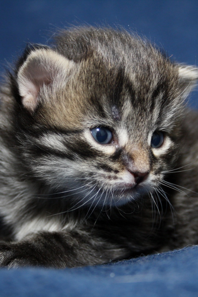 Маленький милый серый котенок крупным планом