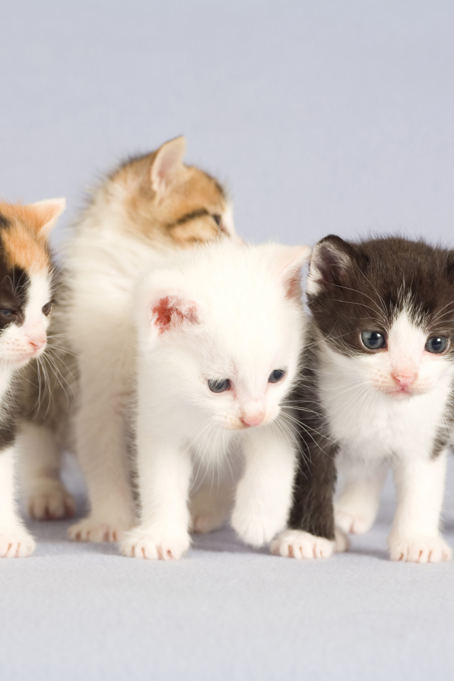 Маленькие милые котята на сером фоне