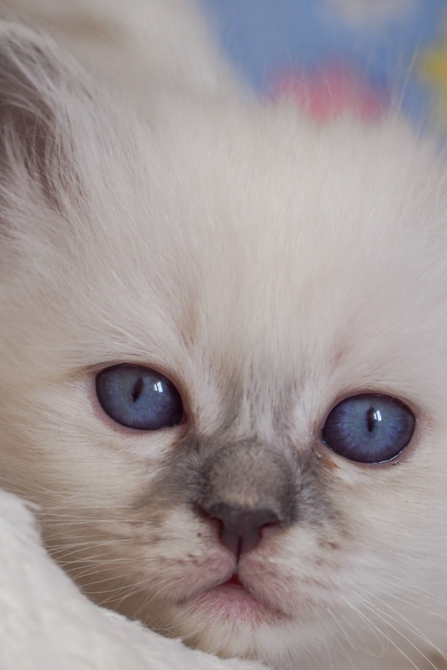 Маленький милый голубоглазый котенок