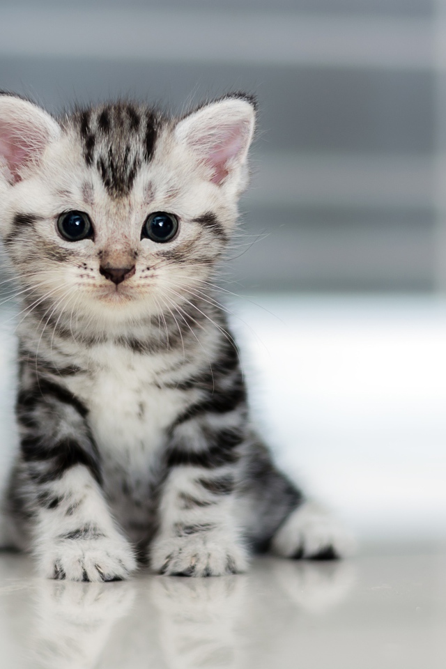 Маленький милый серый котенок 