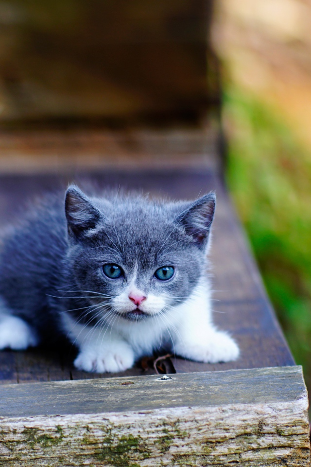 Маленький милый серый котенок с голубыми глазами