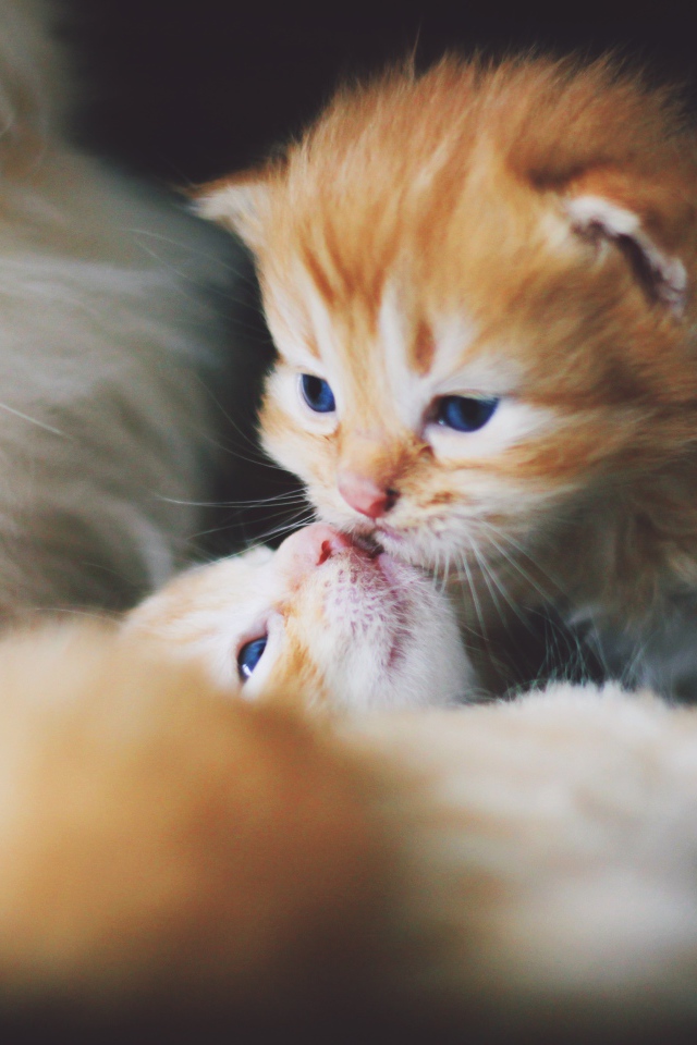 Маленькие милые рыжие котята