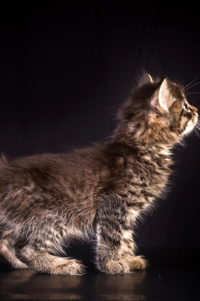 Маленький пушистый серый котенок на черном фоне