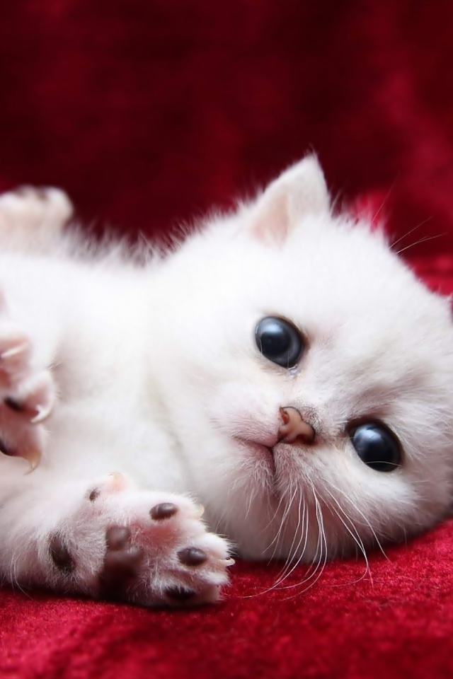 Маленький пушистый котенок турецкой ангоры