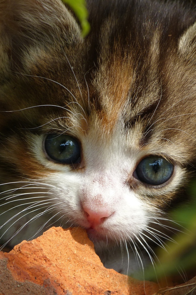 Маленький забавный котенок