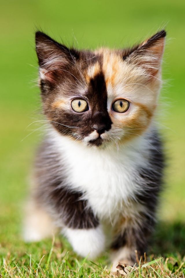 Маленький забавный трехцветный котенок на зеленой траве