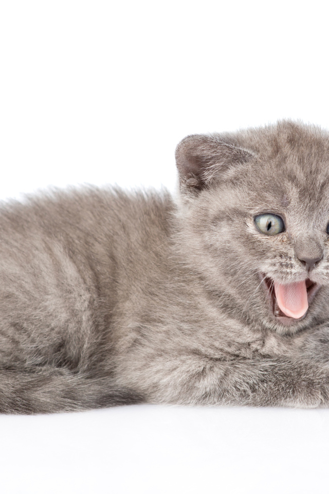 Маленький серый котенок в высунутым языком