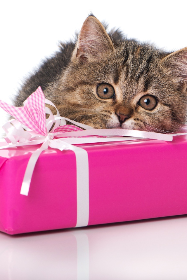 Маленький серый котенок с розовым подарком на белом фоне