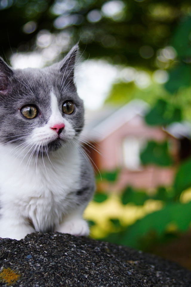 Маленький котенок крупным планом 