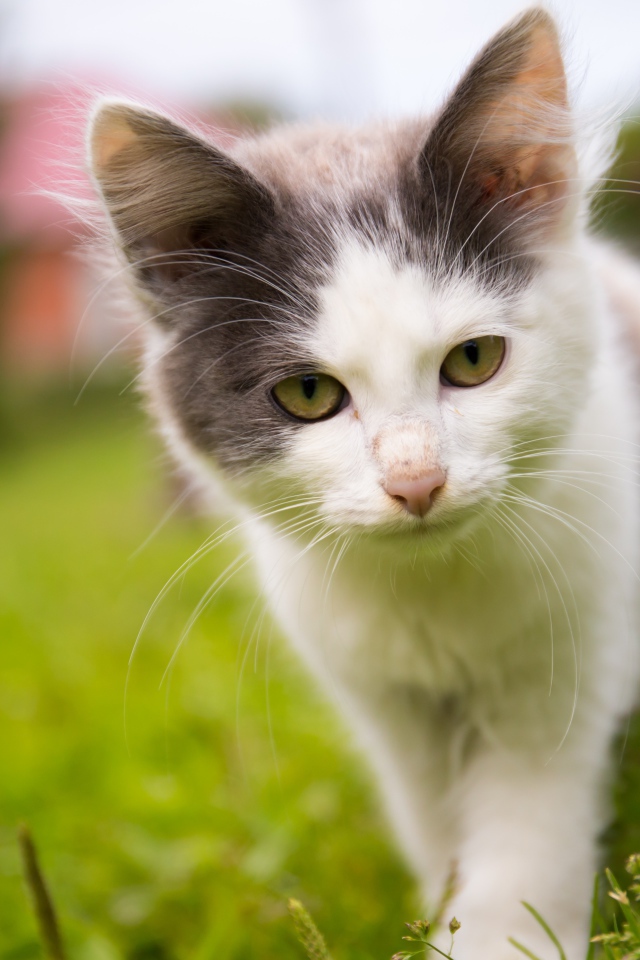 Маленький котенок на зеленой траве 