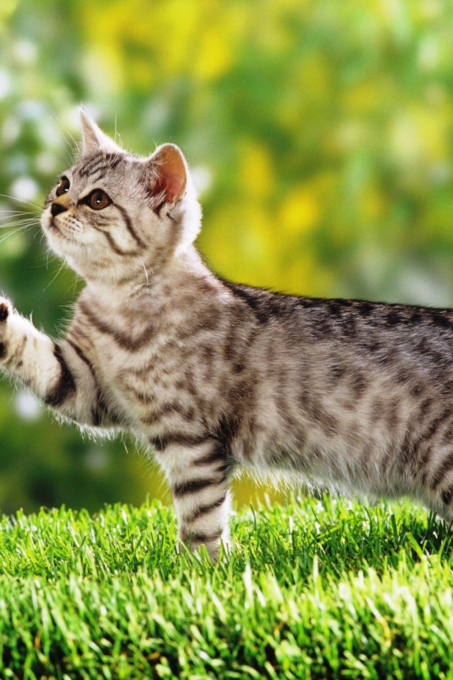 Маленький  котенок гуляет по зеленой траве