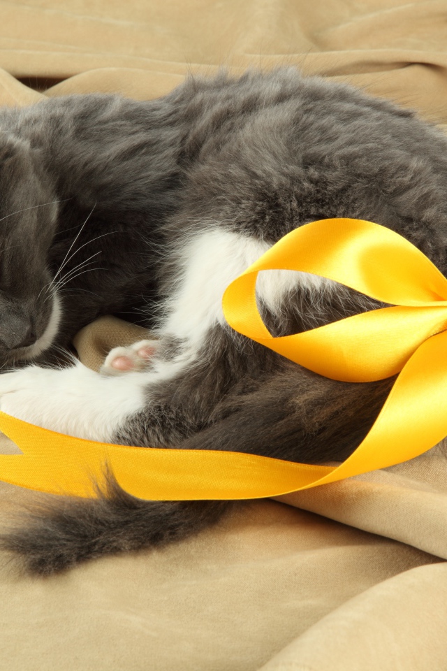 Маленький котенок с бантом из желтой ленты на хвосте