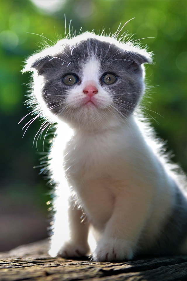 Маленький вислоухий серо-белый котенок