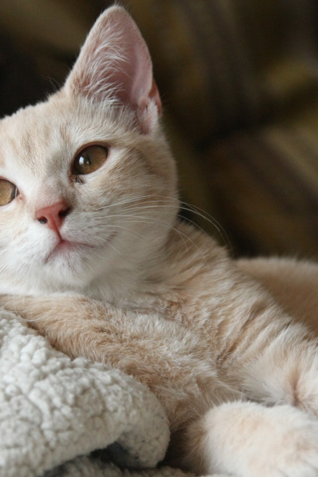 Маленький рыжий котенок лежит на теплой постели