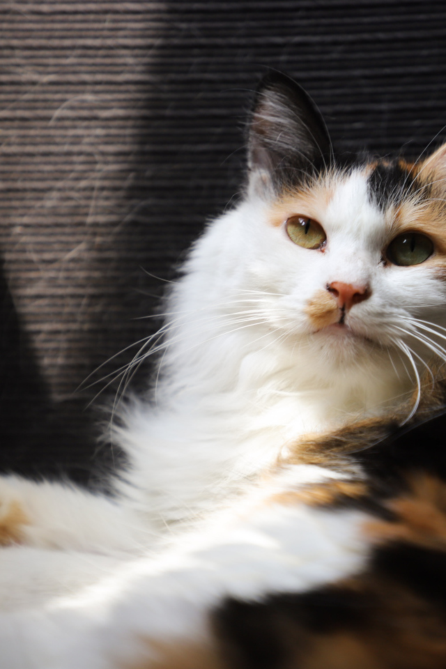 Взгляд красивой трехцветной кошки