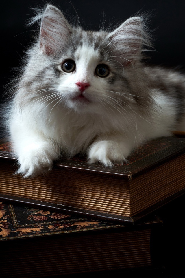 Котенок породы мейн кун лежит на книгах