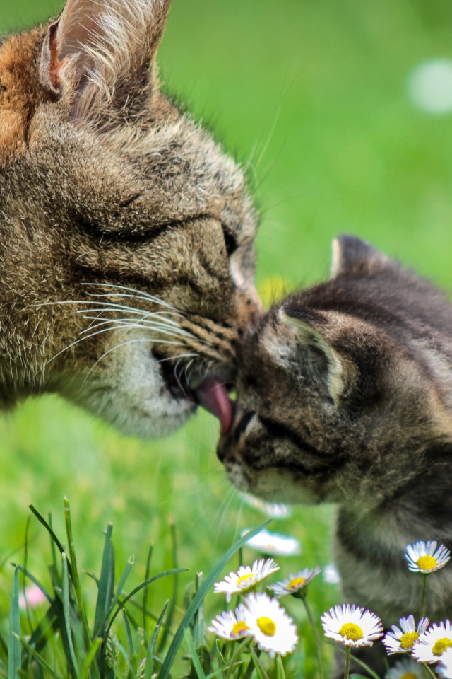 Мама кошка умывает серого котенка на зеленой траве