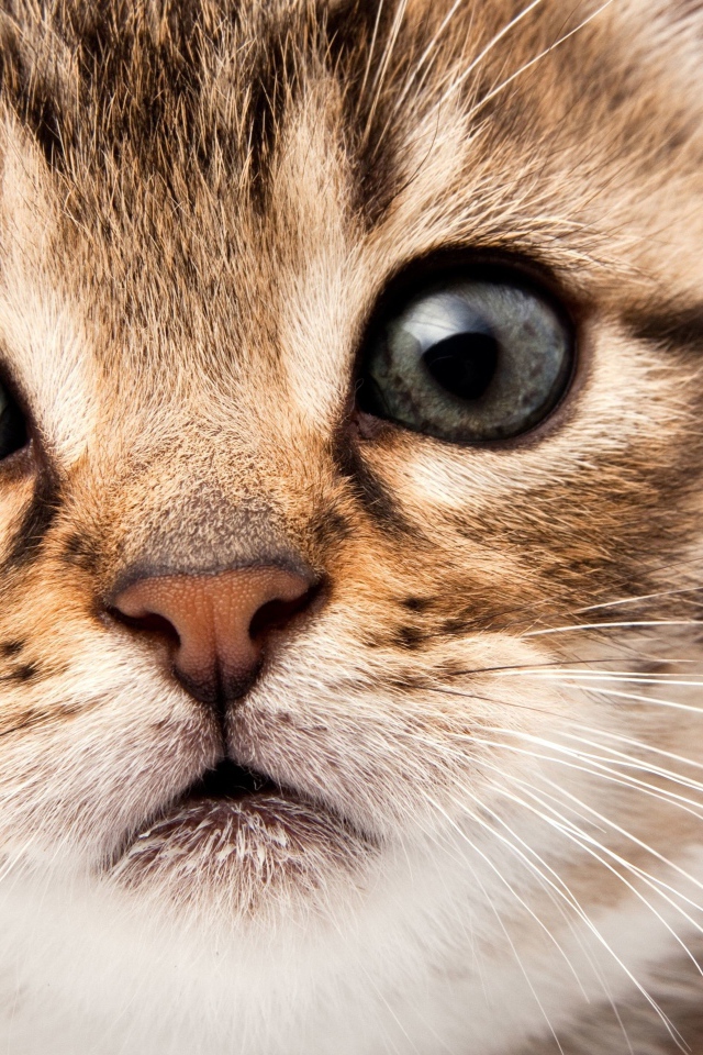 Морда маленького милого котенка на белом фоне крупным планом