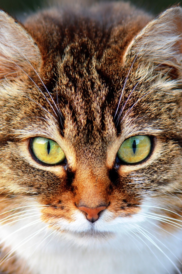Морда красивого серого кота с желтыми глазами