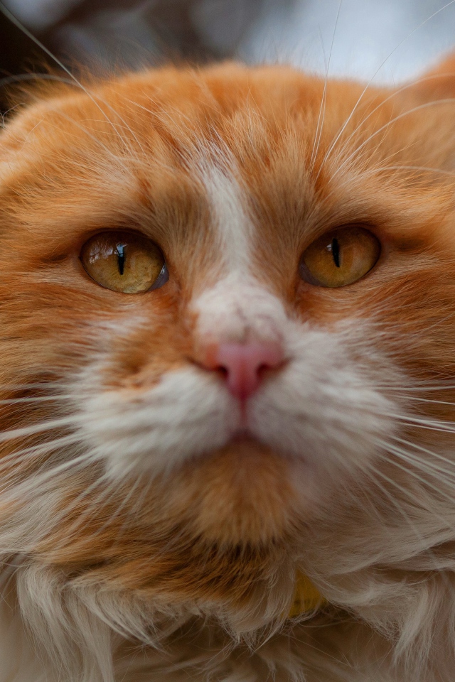 Морда красивого рыжего с белым кота крупным планом