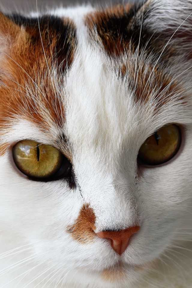 Морда кошки с красивым окрасом