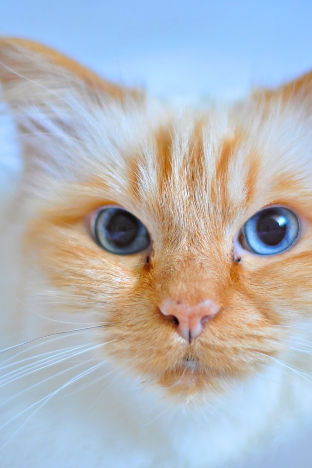 Морда рыжей голубоглазой кошки