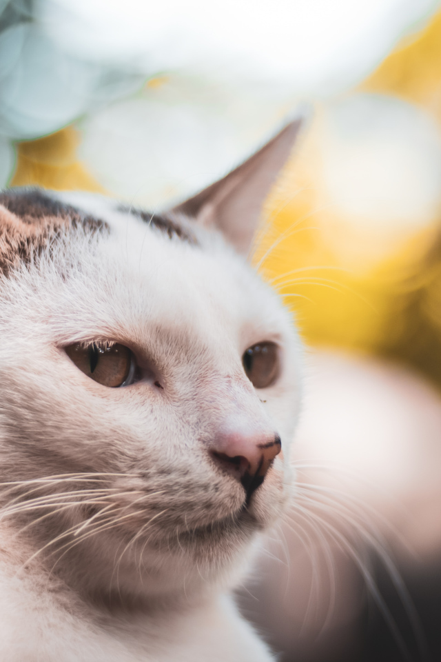 Морда белого кота крупным планом 