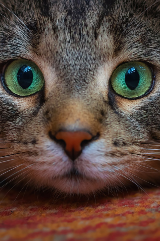 Морда зеленоглазого серого кота крупным планом 