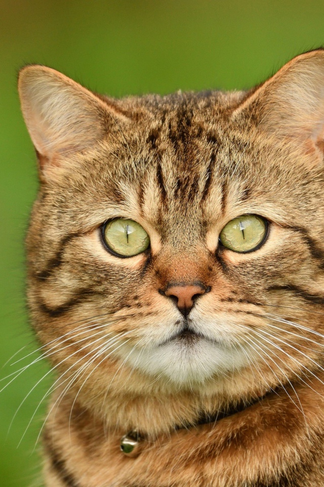 Морда породистого серого кота крупным планом 