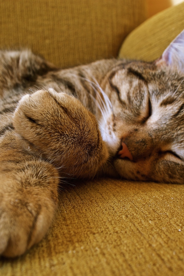 Милый серый кот спит на диване