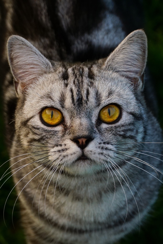 Породистый серый кот с желтыми глазами на зеленой траве