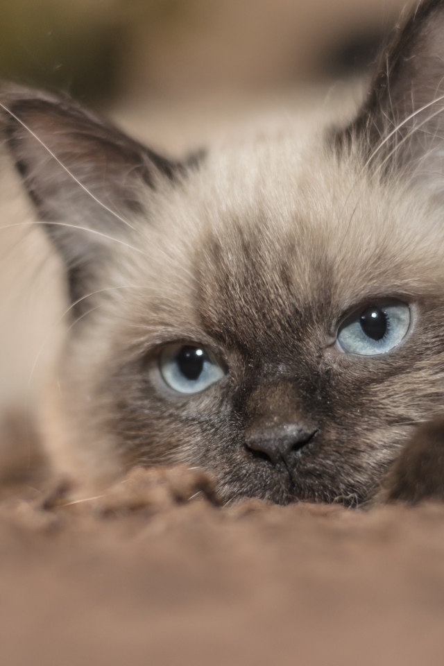 Породистый голубоглазый кот лежит на траве