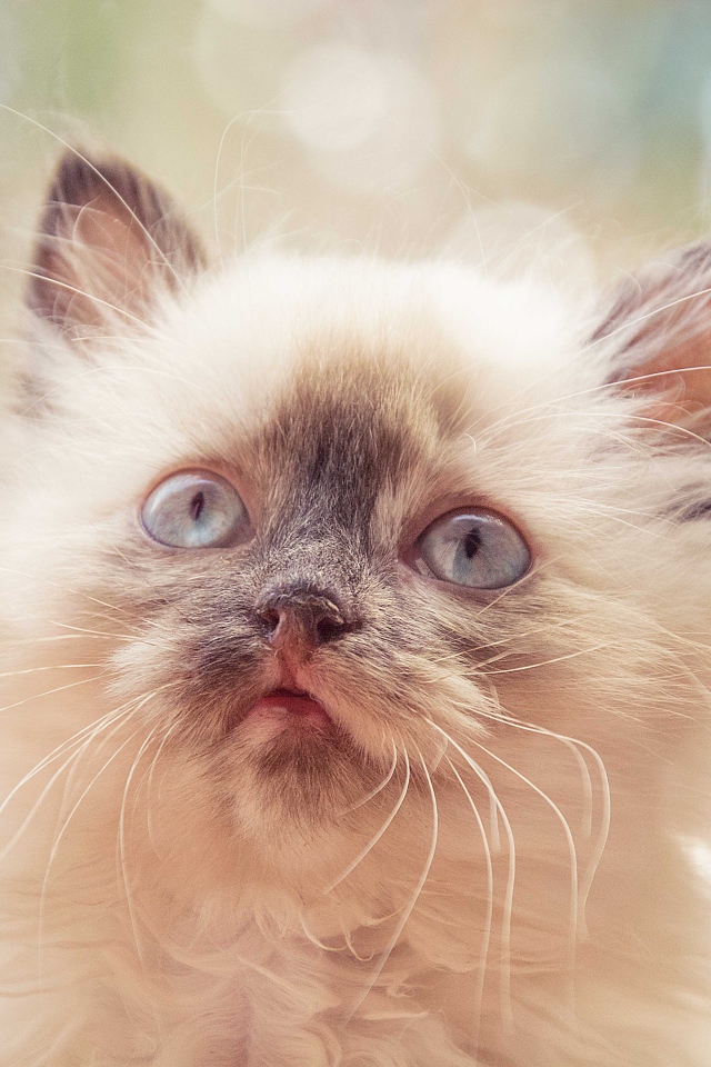 Породистый пушистый голубоглазый котенок