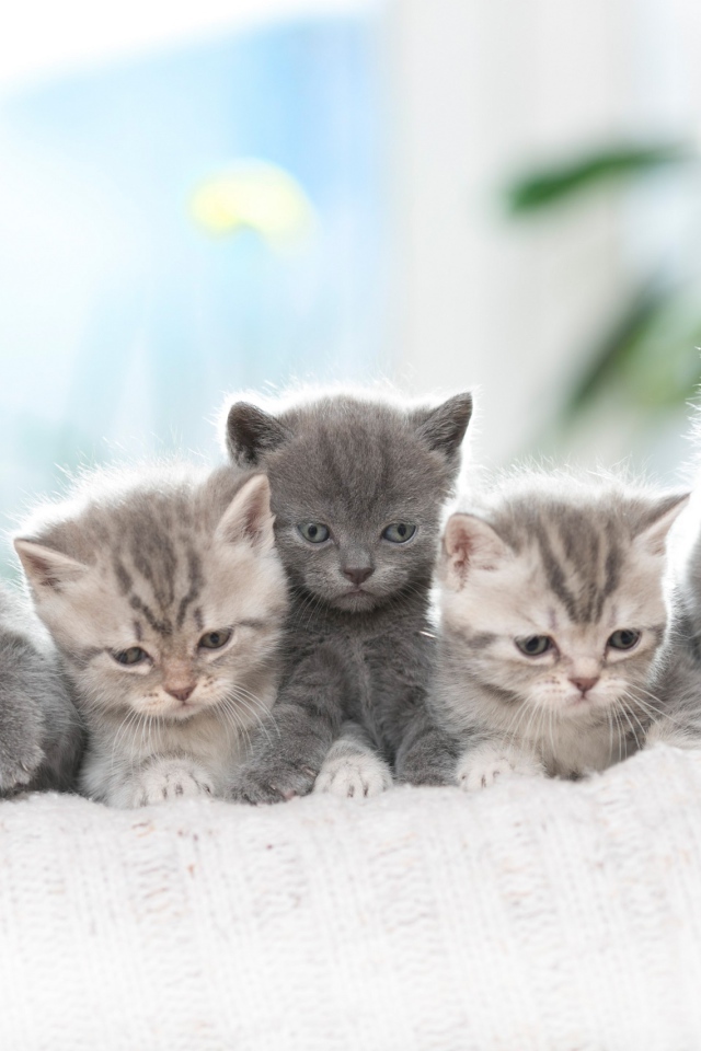 Породистые британские котята на диване 