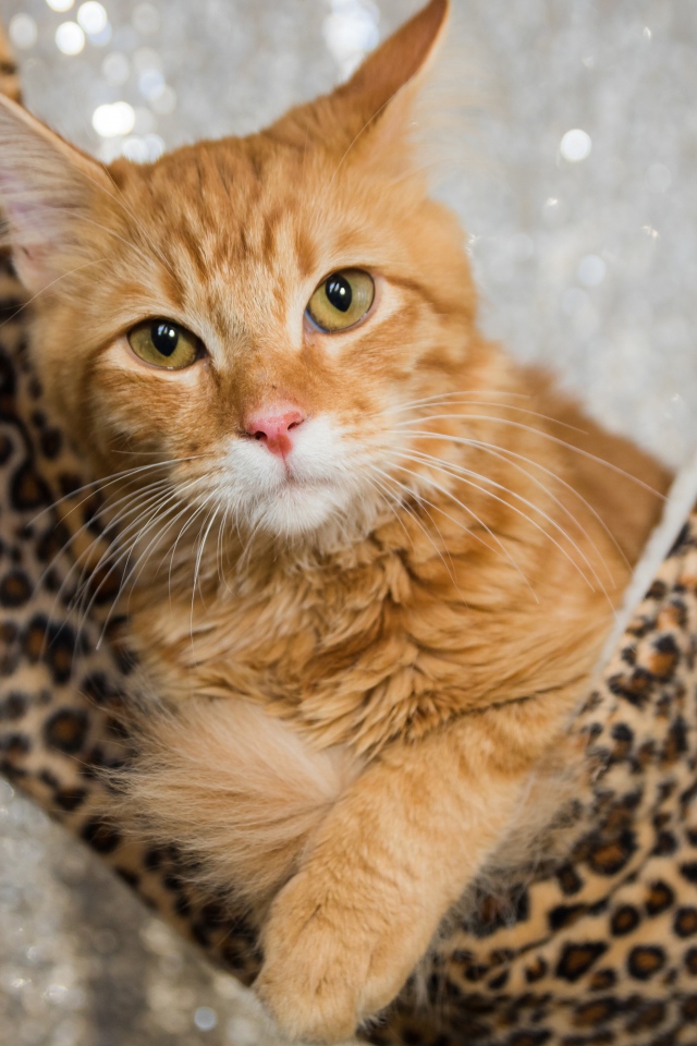 Рыжий красивый кот в гамаке 